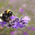 Bumble bee
