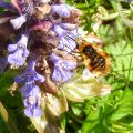 Bee fly