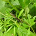 Caddis fly
