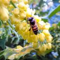 Wasp