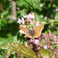 Polyommatus coridon, Chalkhill blue