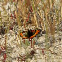 Milbert's tortoiseshell