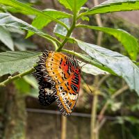 Cethosia biblis, red lacewing