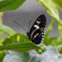 Heleconius melpomene, common postman