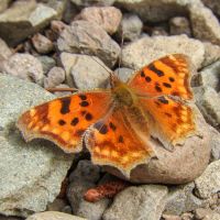 Polygonia satyrus, Satyr comma