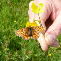 Melitaea deione, Provençal Fritillary