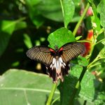 Papilio lowi, Asian swallowtail
