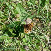 Hamearis lucina, Duke of Burgundy
