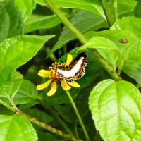 Juditha molpe, Molpe Metalmark