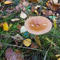 Tawny Grisette (Amanita fulva) aka piecrust