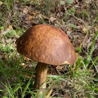 Brown Birch Bolete (Leccinum scabrum)