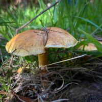 Common Rustgill (Gymnopilus penetrans)