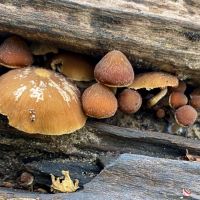 Common Stump Brittlestem (Psathyrella piluliformis)