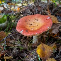 Coral brittlegill (Russula velenovskyi )
