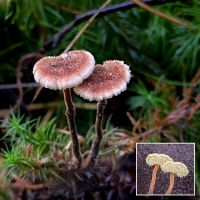 Earpick Fungus ((Auriscalpium vulgare)