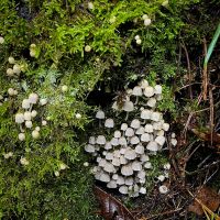 Fairy Inkcap (Coprinus disseminatus)