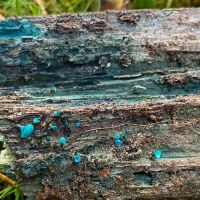 Green Elfcup (Chlorociboria aeruginascens)