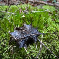 Holly Parachute (Marasmius hudsonii)