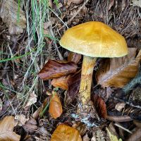 Larch Bolete (Suillus grevillea)