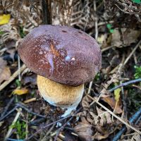 Velvet Bolete (Suillus variegatus)