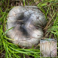 Powdery Brittlegill (Russula parazurea)
