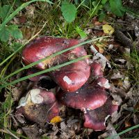 Purple Brittlegill (Russula atropurpurea)