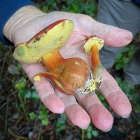 Ruby Bolete (Hortiboletus rubellus)