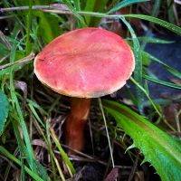 Ruby Bolete (Hortiboletus rubellus)