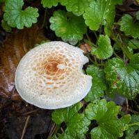 Stinking Dapperling (Lepiota cristata)