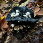 Asterophora lycoperdoides, Powdery Piggyback