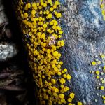 Bisporella citrinum, Lemon Disco