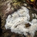 Byssomerulius corium, Netted crust