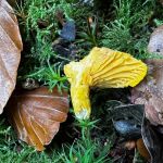 Cantharellus cibarius, Chanterelle