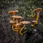 Cantharellus tubaeformis, Trumpet Chanterelle