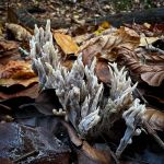 Clavulina cinerea, Grey Coral