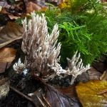 Clavulina coralloides, Crested coral