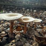 Clitocybe geotropa, Trooping funnel