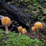 Coprinellus micaceus, Glistening Inkcap