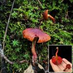 Cortinarius sanguineus, Blood Red Webcap