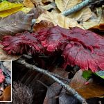 Cortinarius semisanguineus, Surprise Webcap