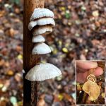 Crepidotus variabilis, Variable Oysterling