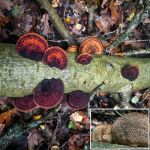 Daedaleopsis confragosa, Blushing bracket