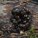 Exidia glandulosa, Witches’ Butter