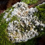 Fuligo septica var. candida