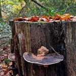 Ganoderma australe, Southern Bracket