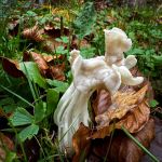 Helvella crispa, White Saddle