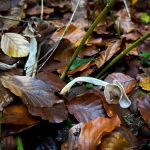 Helvella elastica, Elastic Saddle