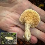 Hydnum repandum, Wood Hedgehog