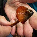 Hygrocybe conica, Blackening Waxcap