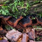 Hymenochaete rubiginosa, Oak Curtain Crust